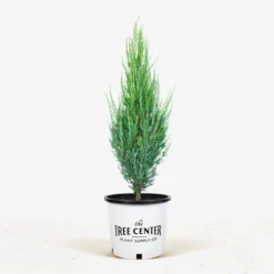 Blue Arrow Juniper -The Tree Center Store Blue Arrow Juniper 3G 01 NEW NEW jpg 600x600 1
