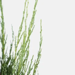 Blue Arrow Juniper -The Tree Center Store Blue Arrow Juniper 3G 04 600x600 1