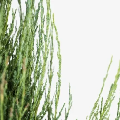 Blue Arrow Juniper -The Tree Center Store Blue Arrow Juniper 3G 05 600x600 1