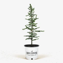 Blue Atlas Cedar -The Tree Center Store Blue Atlas Cedar 5G 01 600x600 1