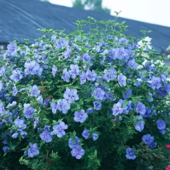 Blue Chiffon® Hibiscus -The Tree Center Store Blue Chiffon Hibiscus 3 copy 600x600 1