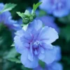 Blue Chiffon® Hibiscus