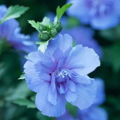 Blue ChiffonĀ® Hibiscus