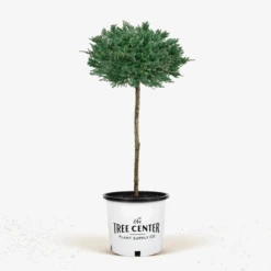 Blue Chip Juniper Tree Form -The Tree Center Store Blue Chip Juniper Tree Form 3G 01 600x600 1