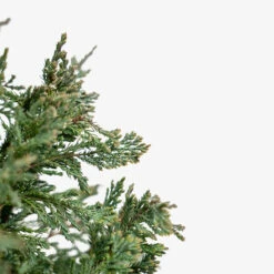 Blue Chip Juniper Tree Form -The Tree Center Store Blue Chip Juniper Tree Form 3G 03 copy 2 600x600 1