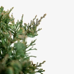 Blue Chip Juniper Tree Form