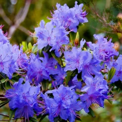 Blue Diamond Rhododendron -The Tree Center Store Blue Diamond Rhododendron 1 copy 600x600 1