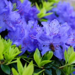 Blue Diamond Rhododendron
