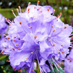 Blue Diamond Rhododendron -The Tree Center Store Blue Diamond Rhododendron 4 copy 600x600 1