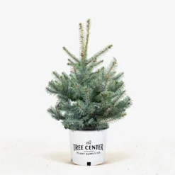 Blue Diamond Spruce 9 Blue Diamond Spruce -The Tree Center Store Blue Diamond Spruce 5G 01 600x600 1