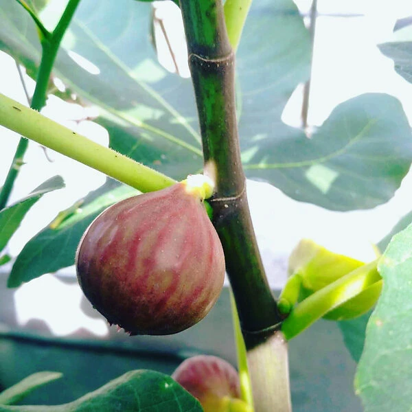 Blue Giant Fig 2 Blue Giant Fig - Image 2