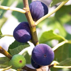 Blue Giant Fig 7 Blue Giant Fig -The Tree Center Store Blue Giant Fig 3 copy 600x600 1