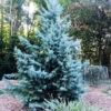 Blue Ice Arizona Cypress