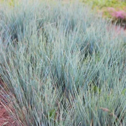 Blue Oat Grass 6 Blue Oat Grass -The Tree Center Store Blue Oat Grass 3 copy jpg webp