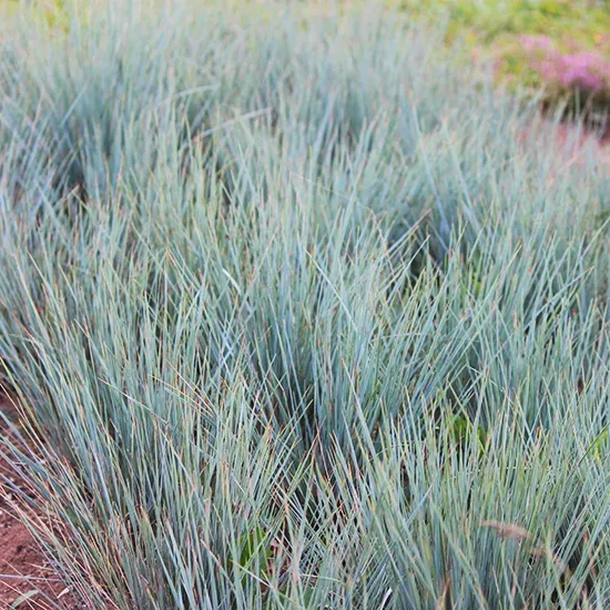 Blue Oat Grass 3 Blue Oat Grass - Image 3