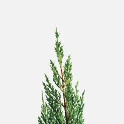Blue Point Juniper -The Tree Center Store Blue Point Juniper 7G 02 copy 2 600x600 1