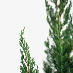 Blue Point Juniper -The Tree Center Store Blue Point Juniper 7G 05 copy 2 600x600 1