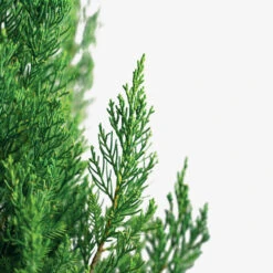 Blue Point Juniper -The Tree Center Store Blue Point Juniper 7G 06 copy 2 600x600 1