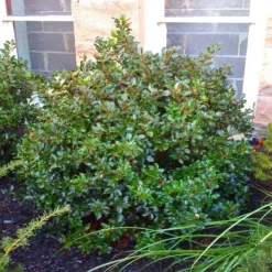 Blue Prince And Princess Combo Holly Bush