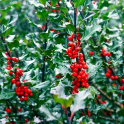 Blue Prince And Princess Combo Holly Bush -The Tree Center Store Blue Prince and Princess Combo Holly 3 copy jpg