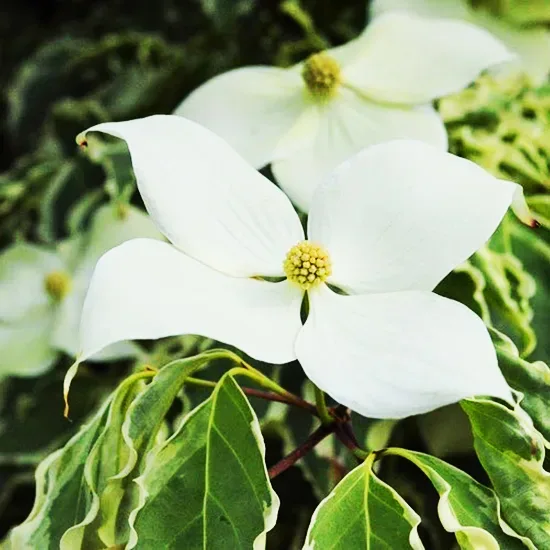 Blue Ray™ Kousa Dogwood 4 Blue Ray™ Kousa Dogwood - Image 4