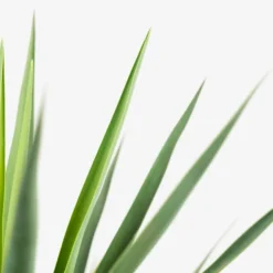 Blue Sentry Yucca -The Tree Center Store Blue Sentry Yucca 5G 02 copy 600x600 1