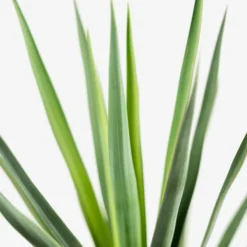 Blue Sentry Yucca -The Tree Center Store Blue Sentry Yucca 5G 04 copy 600x600 1