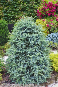 Blue Spanish Fir 8 Blue Spanish Fir -The Tree Center Store Blue Spanish Fir 01 600x900 1
