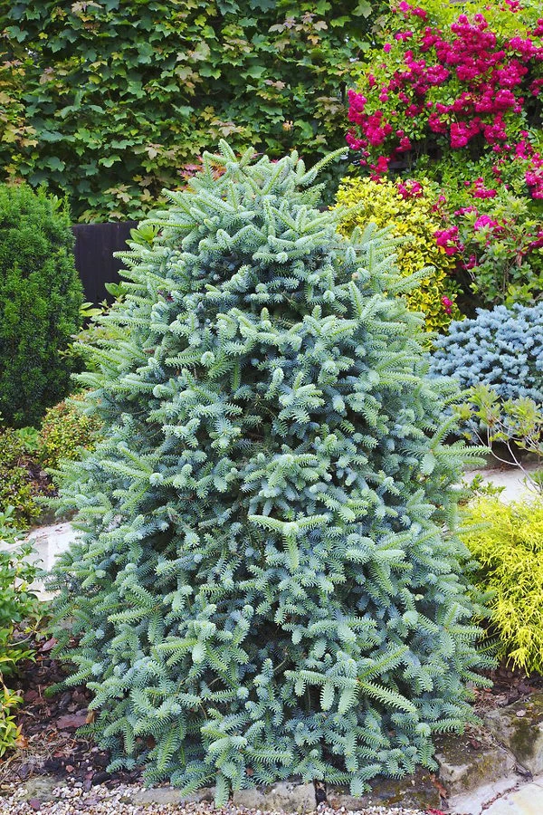 Blue Spanish Fir 3 Blue Spanish Fir - Image 3