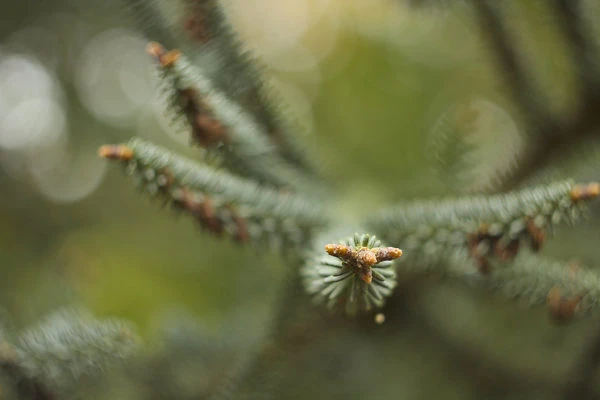 Blue Spanish Fir 2 Blue Spanish Fir - Image 2