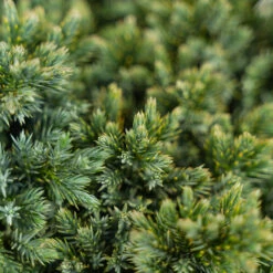 Blue Star Juniper Shrub -The Tree Center Store Blue Star Juniper Shrub 5G 02 copy 2 600x600 1