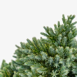 Blue Star Juniper Shrub -The Tree Center Store Blue Star Juniper Shrub 5G 03 copy 2 600x600 1