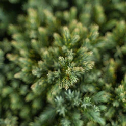 Blue Star Juniper Shrub -The Tree Center Store Blue Star Juniper Shrub 5G 04 copy 2 600x600 1