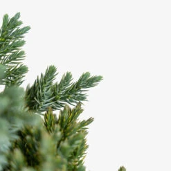 Blue Star Juniper Shrub