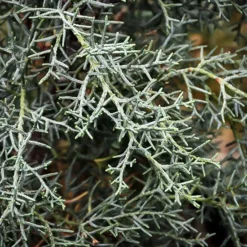 Blue Steel™ Arizona Cypress