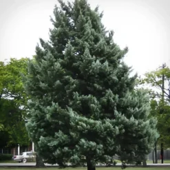 Blue Steel™ Arizona Cypress -The Tree Center Store Blue Steel Arizona Cypress 3 copy jpg webp