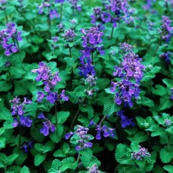 Blue Wonder Catmint -The Tree Center Store Blue Wonder Catmint 4 copy jpg webp