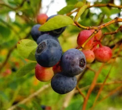 Brightwell Blueberry Bush 5 Brightwell Blueberry Bush -The Tree Center Store Blueberry Brightwell 01 600x541 1