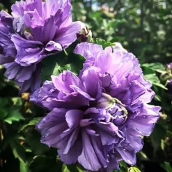 Blueberry Smoothie™ Hardy Hibiscus -The Tree Center Store Blueberry Smoothie Hardy Hibiscus 3 copy jpg webp