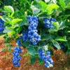 Bluegold Blueberry