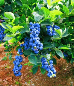 Bluegold Blueberry