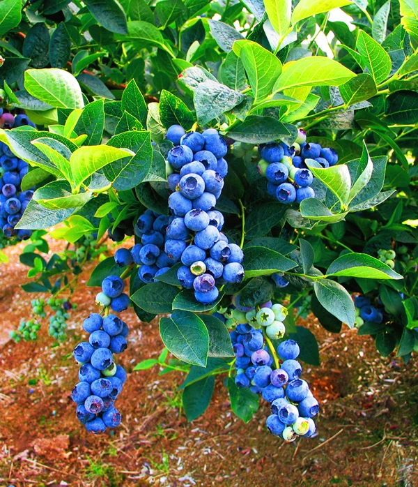Bluegold Blueberry 1 Bluegold Blueberry