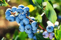 Bluegold Blueberry 6 Bluegold Blueberry -The Tree Center Store Bluegold Blueberry 2 600x400 1