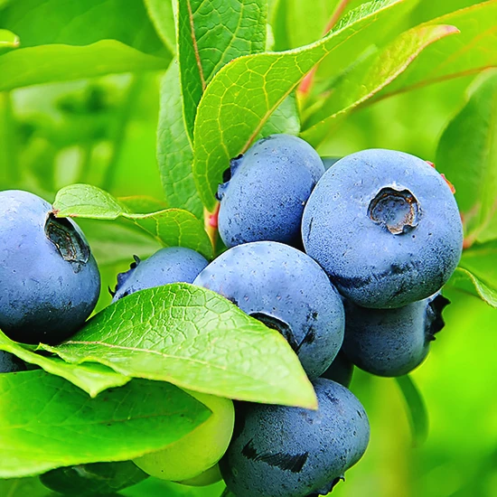 Bluegold Blueberry 2 Bluegold Blueberry - Image 2