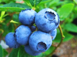 Bluegold Blueberry 7 Bluegold Blueberry -The Tree Center Store Bluegold Blueberry 4 600x450 1