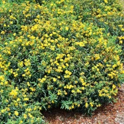 Blues Festival® St. Johnswort -The Tree Center Store Blues Festival St. Johnswort 2 copy jpg webp