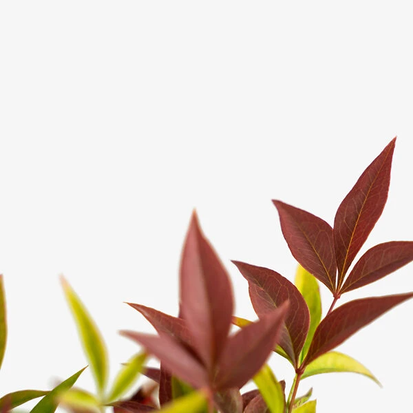 Blush Pink™ Nandina 3 Blush Pink™ Nandina - Image 3