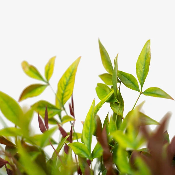 Blush Pink™ Nandina 4 Blush Pink™ Nandina - Image 4