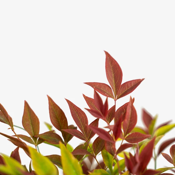 Blush Pink™ Nandina 2 Blush Pink™ Nandina - Image 2