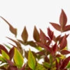 Blush Pink™ Nandina